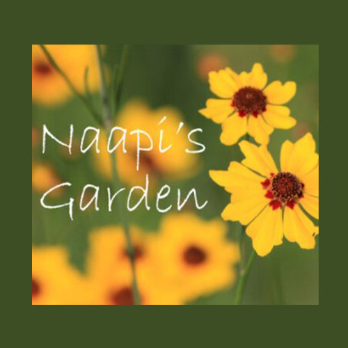 Naapi's Garden: A guide to culturally important Blackfoot Plants